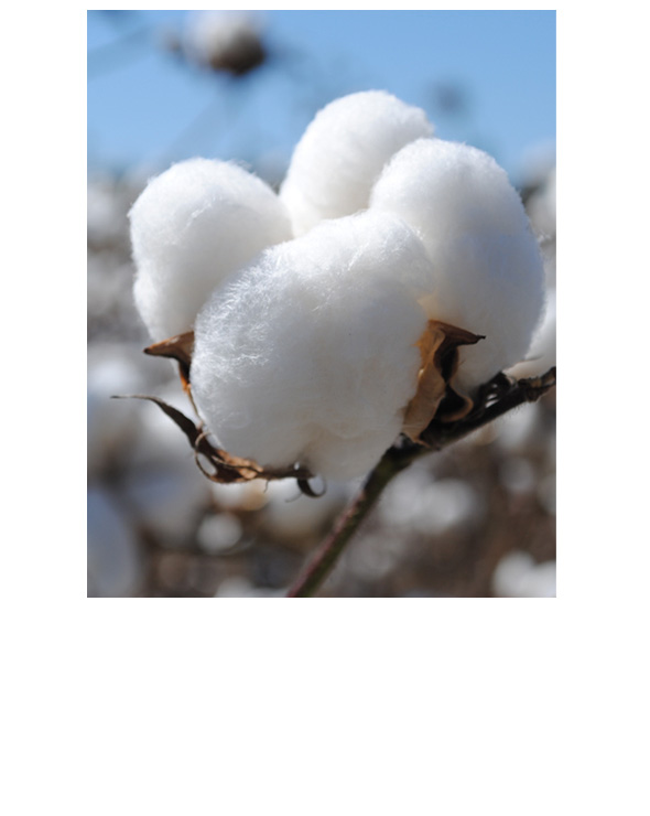 growing cotton