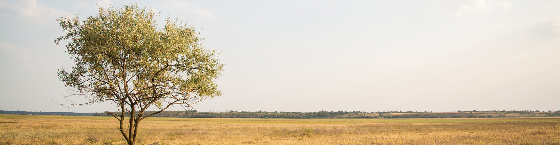 Lone Tree